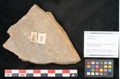 Foto (Objekt + Etikett) von Cyclocarpus sp.  (NHMW-GEO-2024-0188-11155)